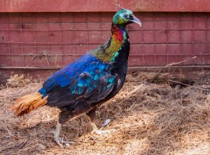Ornithologie