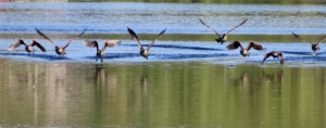 Ornithologie